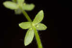 Piedmont bedstraw